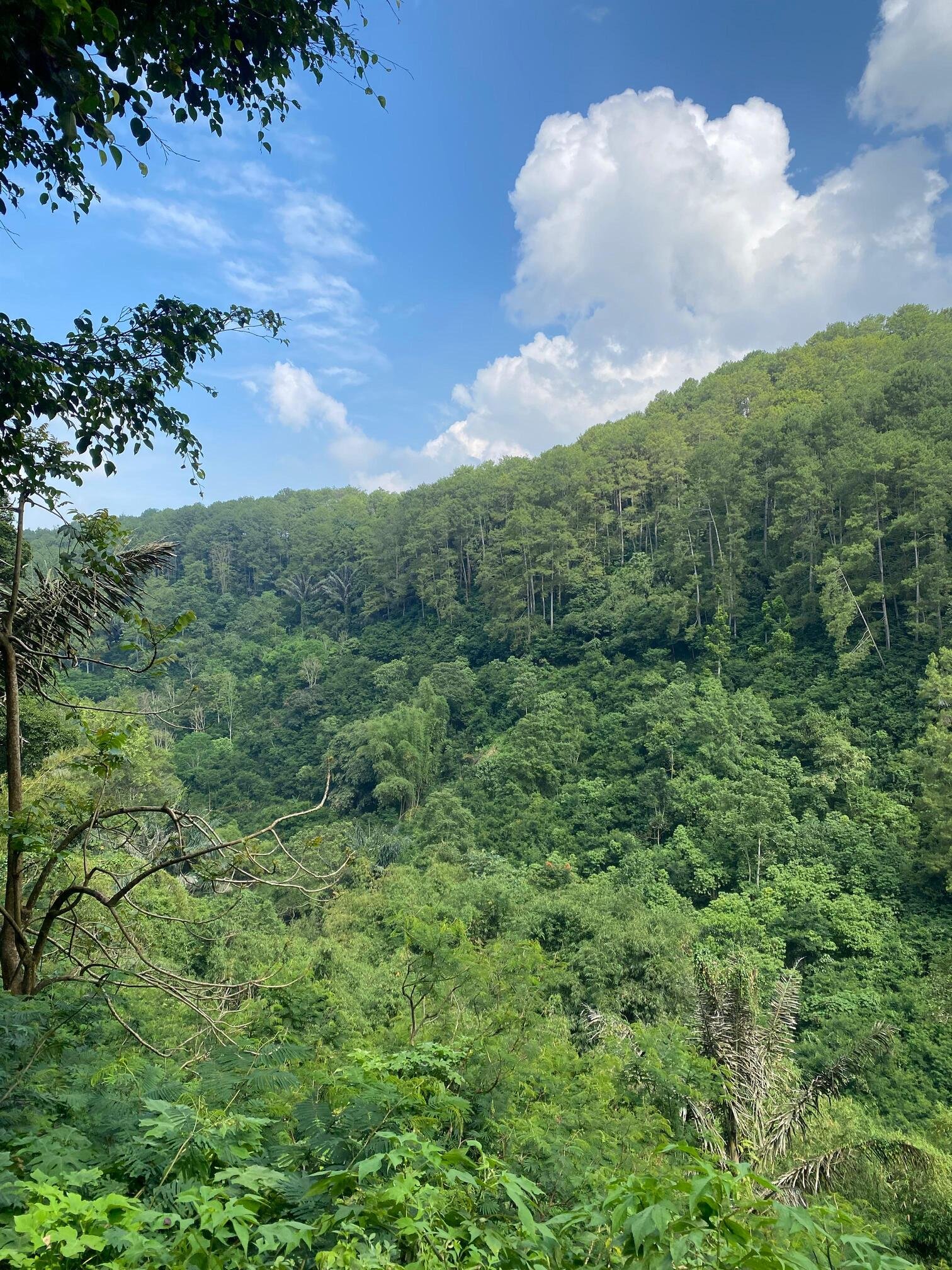 Taman Hutan Raya 0